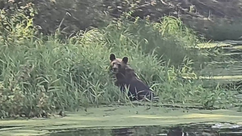 В Югре медведь пережидал жару, лежа на бревне посреди водоема. ВИДЕО