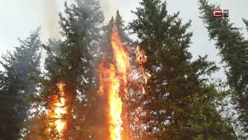 Площадь лесных пожаров в Сургутском районе превысила 290 гектаров