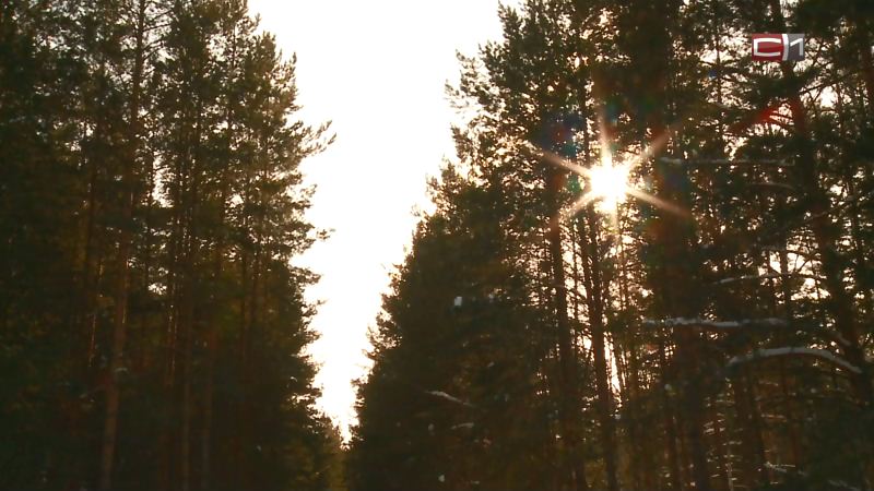 Мужчина пропал в лесу в Югре — спасатели нашли его вещи