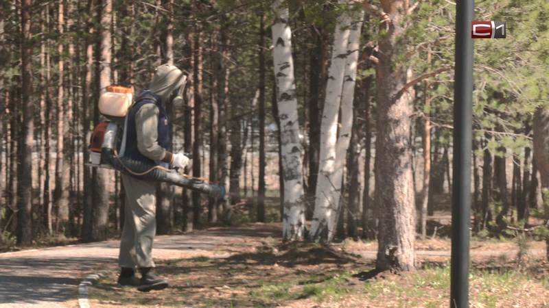 Более 11 тысяч гектаров территорий обработали от клещей в Югре