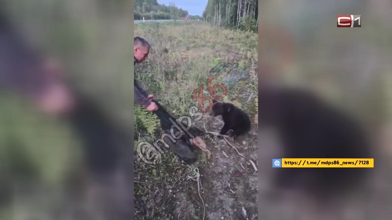 Медвежонок вышел к жителям одного из городов Югры