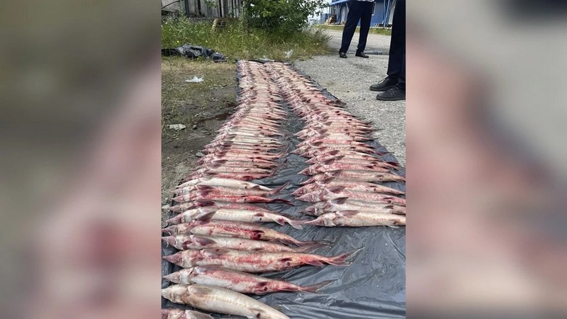Браконьера, поймавшего 132 стерляди, задержали в Югре