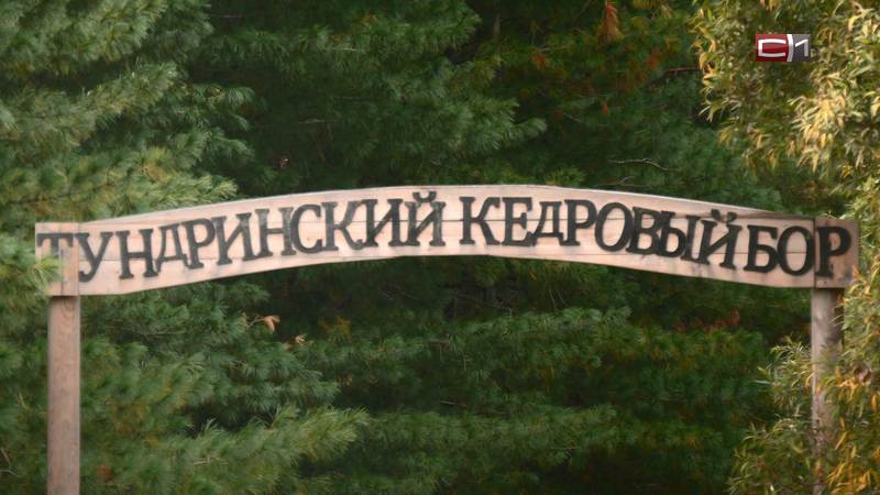 Ни шишек, ни сборщиков: как в Сургутском районе контролируют сбор дикоросов