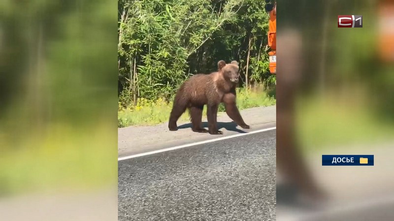 Медведя заметили у Каменного Мыса в Сургуте