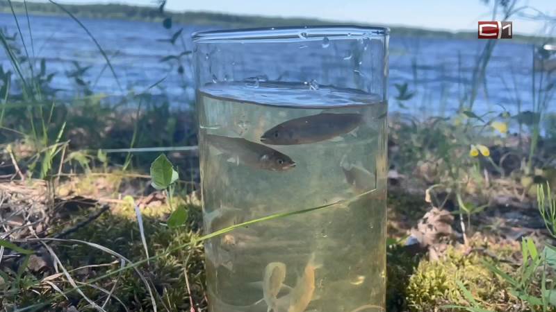 Сохранили и приумножили: почти 3 миллиона мальков муксуна выпустили в воды Югры