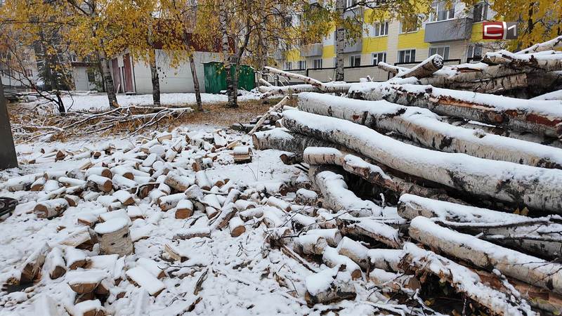 Сургутяне выступили против вырубки деревьев для обустройства парковки