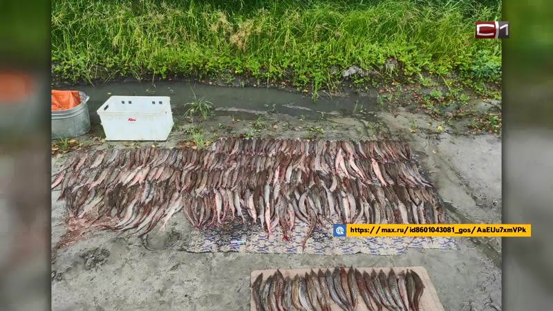 Ущерб почти в 5 млн рублей нанесли биоресурсам два браконьера из Югры