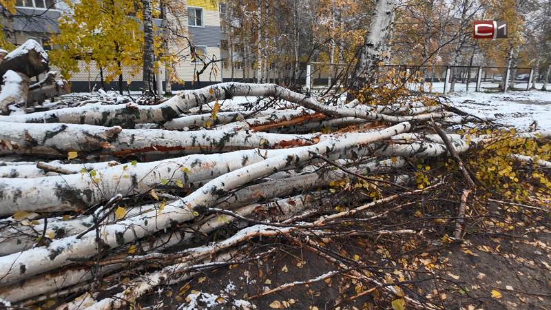 Березы раздора: какие споры вызывают зеленые насаждения в Сургуте