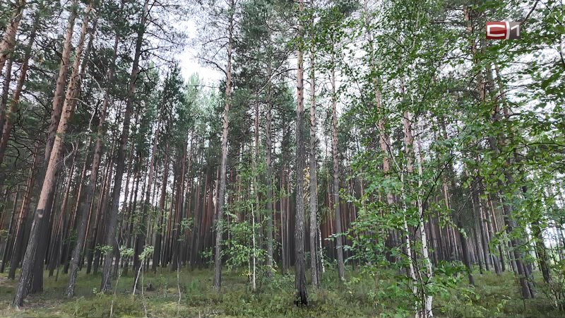 Тело женщины, пропавшей в лесу Сургутского района, нашли спасатели
