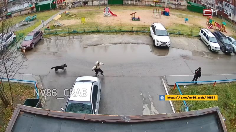 В Югре бездомный пес напал на ребенка — СК проводит проверку