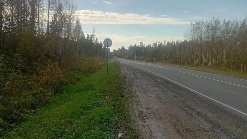 В Югре мать-медведица трое суток не отходила от тела сбитого детеныша