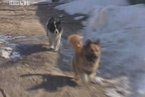 180 собак в Сургуте были пойманы «на бумаге»