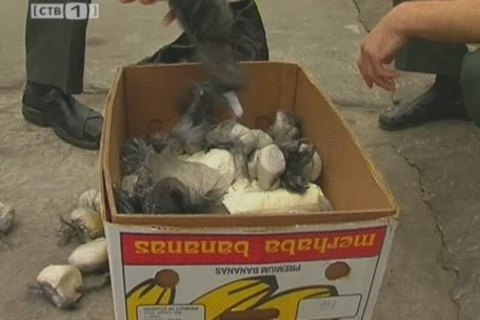 В Сургуте сожгли 26 килограммов «зелья»