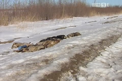 В окрестностях Сургута обнаружена свалка мертвых собак  