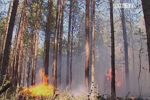 Жителям Югры запрещено посещать леса из-за пожаров