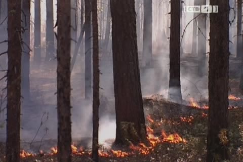 В Югре ежедневно выгорают десятки гектаров леса  