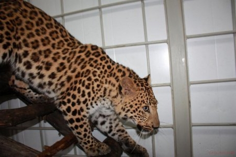 В зоопарке Сургутского района поселился леопард 
