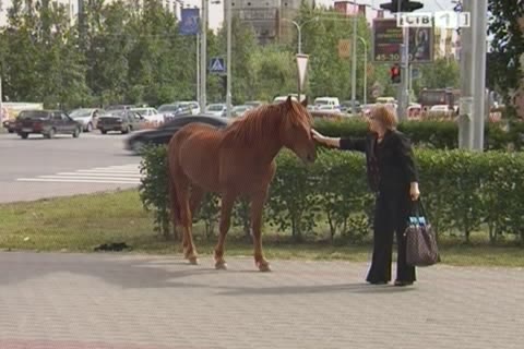 Сегодня по улицам Сургута разгуливали лошади