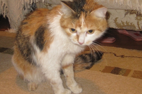 Кошка по кличке Ромашка чудом спаслась после крушения Ан-24   