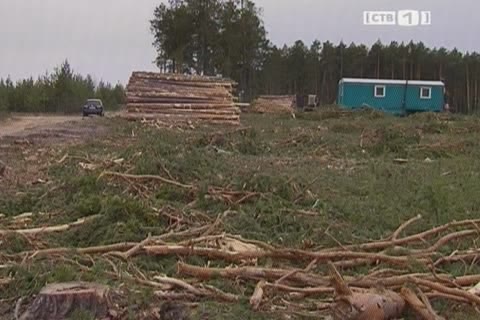 На Барсовой горе незаконно вырубили больше 30 гектаров леса