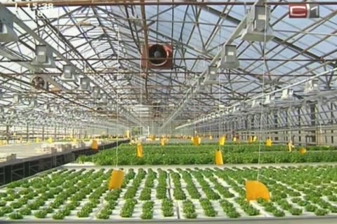 В Сургуте будут выращивать больше зелени и овощей