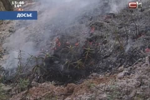 На борьбу с лесными пожарами в Югре направят 170 млн рублей 