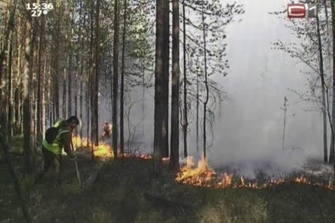 За сутки в Югре стало на 13 лесных пожаров больше