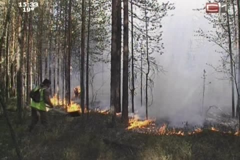 Почему горят леса? 