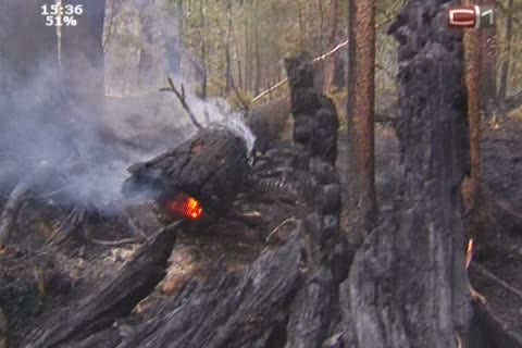 Леса горят из-за поджогов и халатности