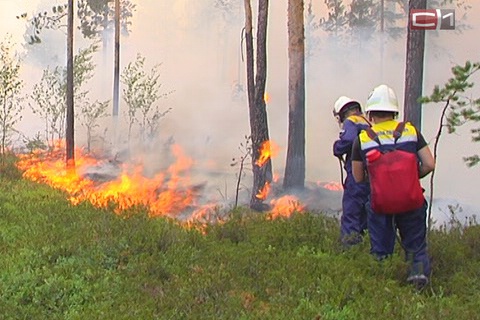 Попытки потушить пожар в районе дачных кооперативов Сургута продолжаются