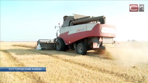Небывалая жара губит посевы: ущерб составит более 30 млрд рублей