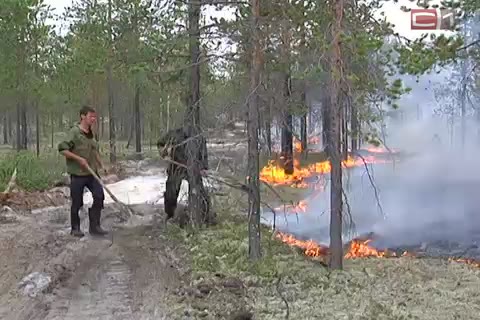 Сибирские леса выгорели на 100 лет вперёд
