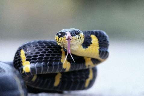 В Южной Корее 23 змеи сбежали из аптеки 