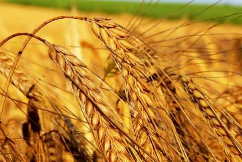 В России растут цены на зерно, муку и хлеб