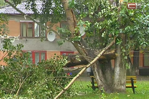 В Сургуте из-за сильного ветра на линию электропередачи упало дерево
