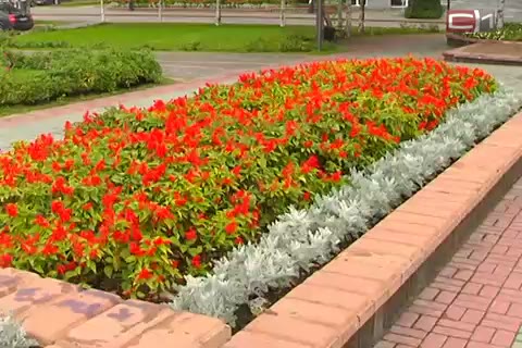 230 тысяч цветов украсили газоны и клумбы Сургута в этом году