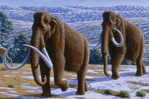 Найденного на Таймыре ископаемого мамонта назвали Женей