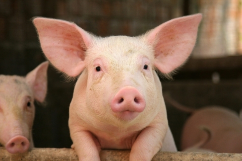 Прокуратура начинает проверку по факту массового падежа свиней в «Северном»
