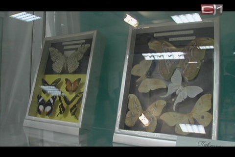 «Мертвая голова» - на выставке редких бабочек мира в Сургутском краеведческом музее