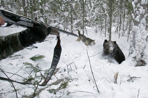 В Нижневартовском районе задержали убивших медведя браконьеров