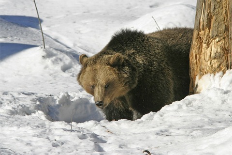 На любителей зимней «охоты» на медведей завели уголовное дело