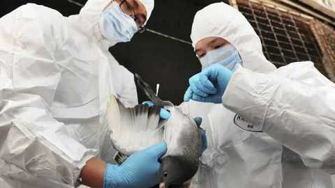 Миру может грозить пандемия нового птичьего гриппа