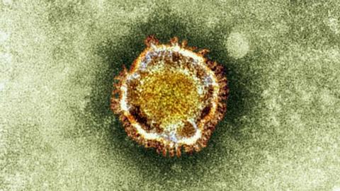 Обнаруженный в мае новый коронавирус продолжает убивать