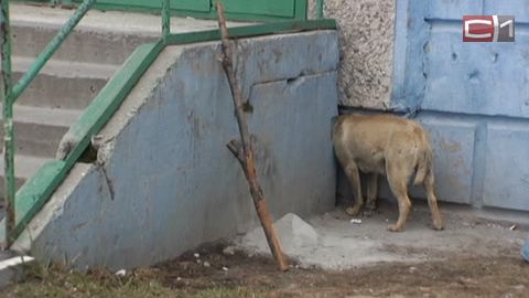 В Сургуте сотрудники МЧС спасали собаку, застрявшую в щели дома