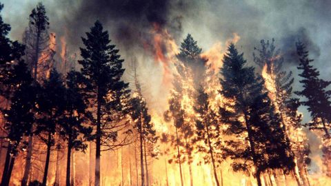 В Югре зафиксировано 26 лесных пожаров