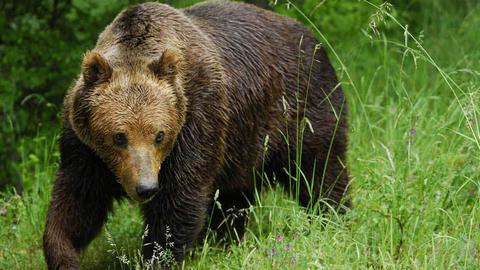 В Нижневартовск забрел медведь. ВИДЕО