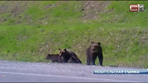 В Сургутском районе медведи пошли в народ