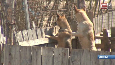 В Госдуме предложили запретить отстрел бездомных собак