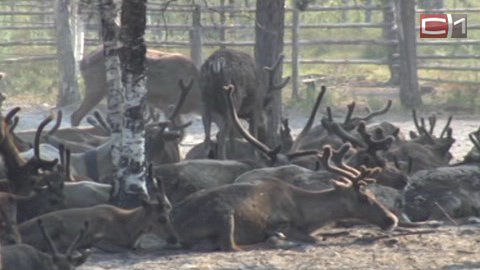 Высокие технологии в животноводстве: в Югре прочипируют оленей