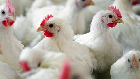 Птичий грипп снова зарегистрировали в Китае